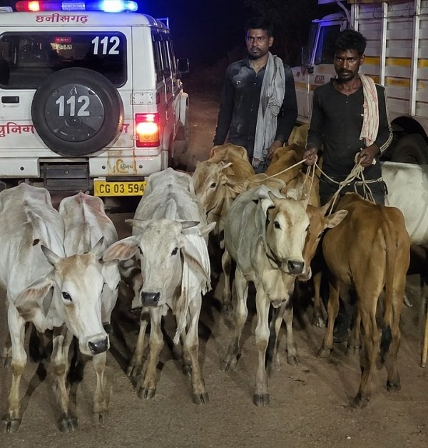 9 गौवंशों को पैदल हांकते दो व्यक्ति पकड़े गए, सरायपाली पुलिस ने दर्ज किया मामला