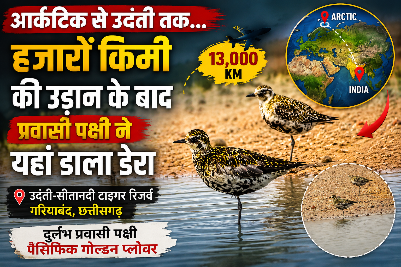 हजारों किलोमीटर दूर से आया मेहमान, उदंती-सीतानदी में दर्ज हुआ पैसिफिक गोल्डन प्लोवर